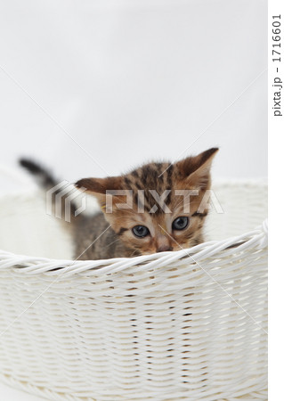 籠の中から様子を伺う子猫 1716601