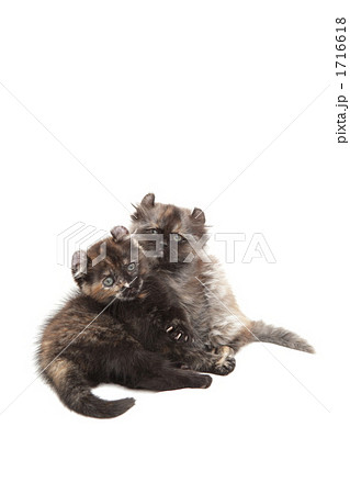 二匹で見つめる子猫 二匹で見つめる子猫 1716618