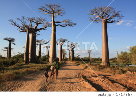 バオバブ並木 1717367