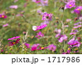 1717986