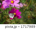 1717989