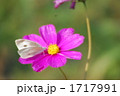 1717991