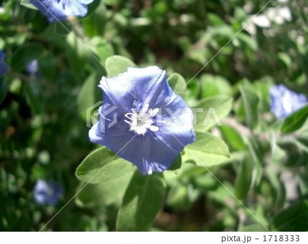 アメリカンブルー 1718333