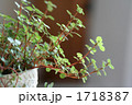 観葉植物　ピレア　グラウカ　グレイシー  1718387
