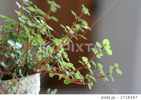 観葉植物 ピレア グラウカ グレイシー 観葉植物 ピレア グラウカ グレイシー 1718387