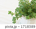 観葉植物　ピレア　グラウカ　グレイシー 1718389