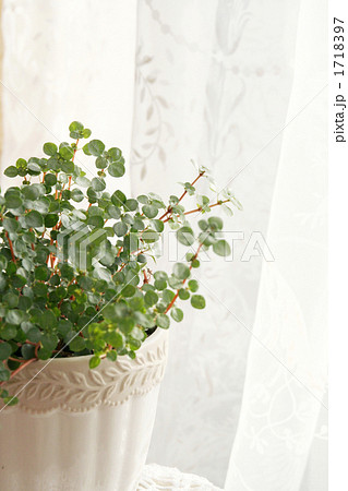 観葉植物　ピレア　グラウカ　グレイシー レースのカーテン 1718397