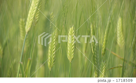 二条大麦の穂 1718509