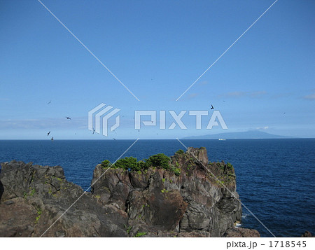 舞い上がるイワツバメ 1718545