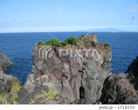 城ヶ崎海岸とイワツバメ 1718550