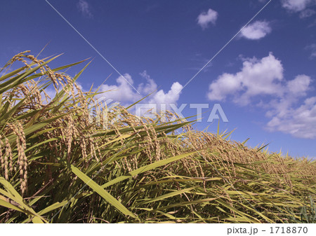 秋の田んぼ 1718870