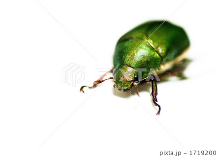 エメラルド 1719200