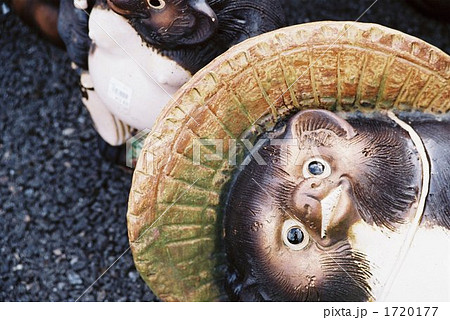 たぬき たぬき 1720177