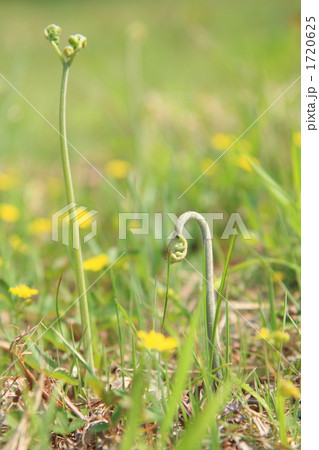 わらび② 1720625