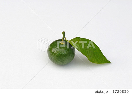 シークワーサー 1720830