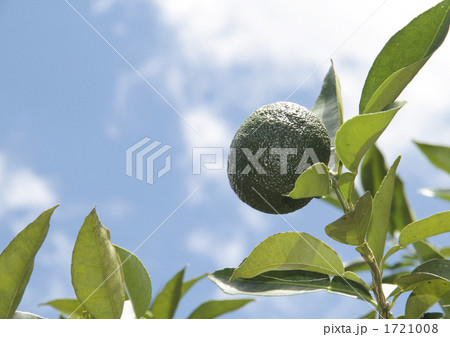 柚子 柚子 1721008