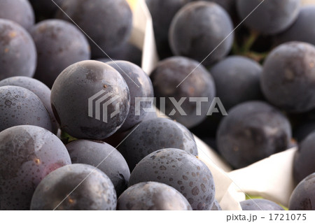 葡萄ニューピオーネ クローズアップ 葡萄ニューピオーネ クローズアップ 1721075