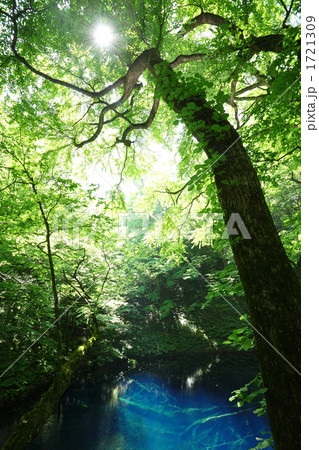 初夏の青池 初夏の青池 1721309