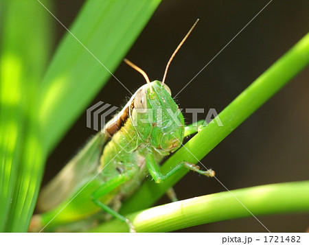 コバネイナゴ 1721482