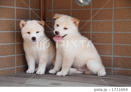 柴犬の子犬 1721669