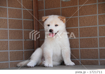 柴犬の子犬 1721711