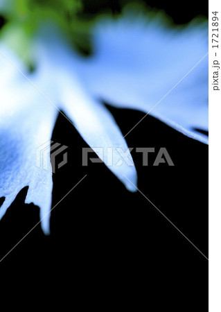 サギソウ 1721894