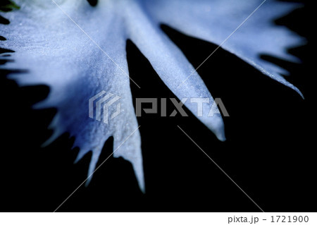 サギソウ 1721900