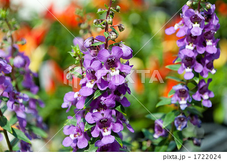 アンゲロニア 1722024