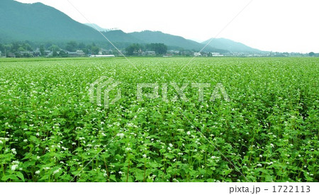 越前そばの花が満開です 1722113