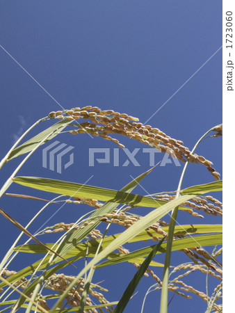 稲穂 1723060
