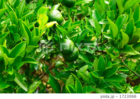 みかん畑 1723066