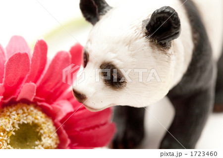 花とパンダの写真素材