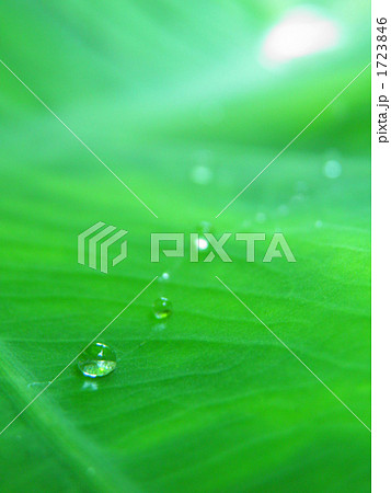 水滴と葉 水滴と葉 1723846