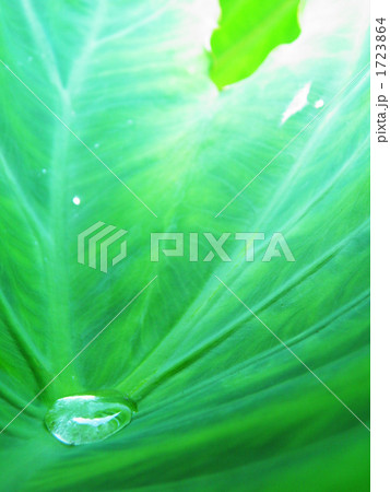 水滴と葉 1723864