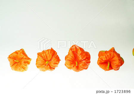 ホオズキ３ 1723896