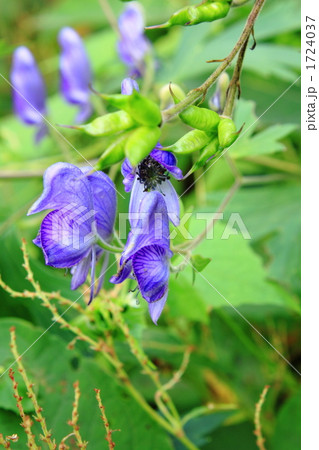 ヤチトリカブト 1724037