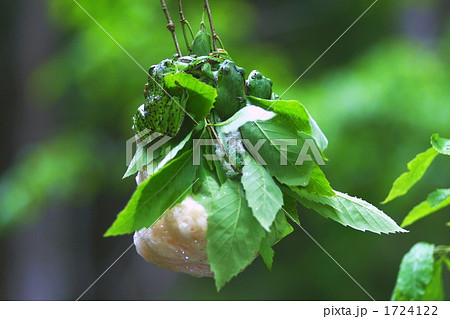 樹上の産卵 1724122