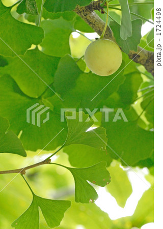 銀杏（いちょう）の実 1724498