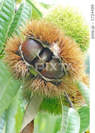 栗の実 1724499