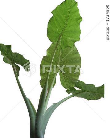 クワズイモ クワズイモ 1724800