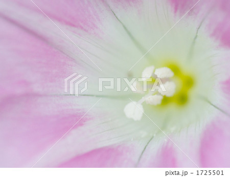 昼顔 昼顔 1725501