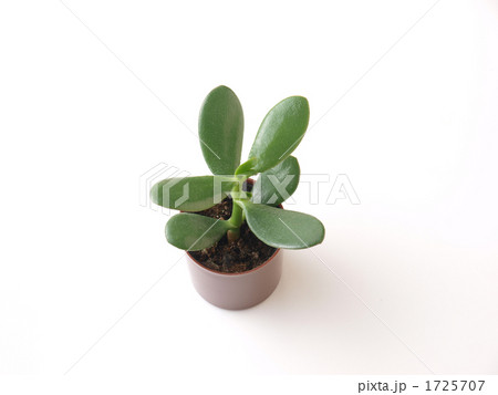 金のなる木 金のなる木 1725707