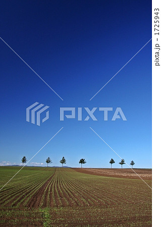 メルヘンの丘 1725943