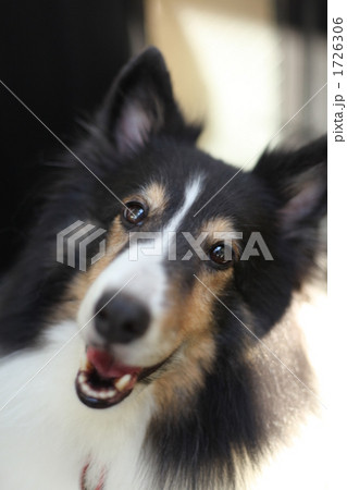 シェットランドシープドック 1726306