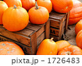 オレンジ色のカボチャ 1726483
