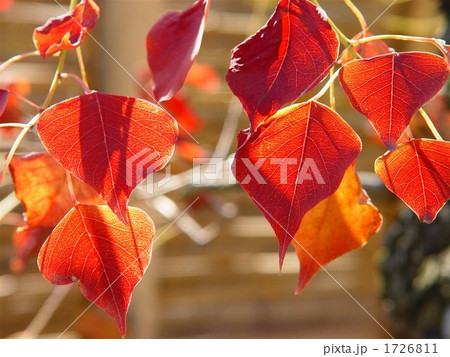 11月紅葉 ナンキンハゼ・トウダイグサ科04 11月紅葉 ナンキンハゼ・トウダイグサ科04 1726811