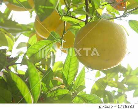 11月実 ナツミカン・ミカン科01 11月実 ナツミカン・ミカン科01 1726833