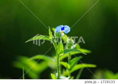 露草の花　露草　 1728133