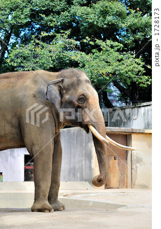 インドゾウ インドゾウ 1728173