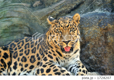 アムールヒョウ  1728207